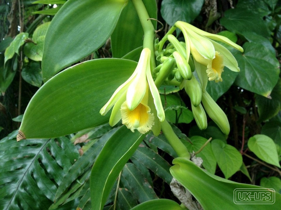 Salted Vanilla — Salted Vanilla is derived from the cured pods (beans) of the Vanilla planifolia orchid,… | UK Lips ingredient guide