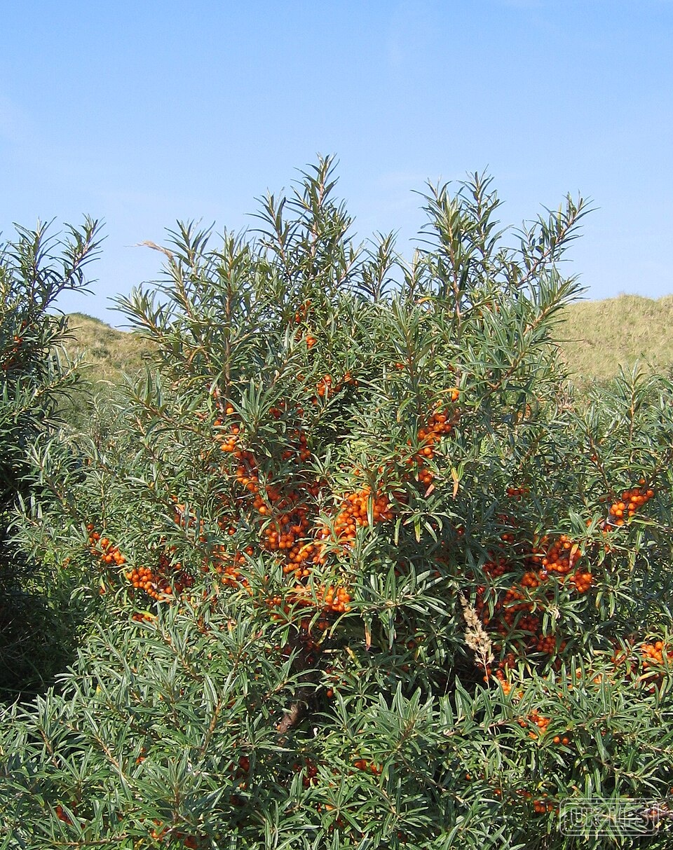 Sea Buckthorn — Sea buckthorn (Hippophae rhamnoides) is a hardy shrub native to Europe and Asia. The br… | UK Lips ingredient guide