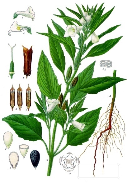 Sesame Oil — Obtained from the seeds of the sesame plant, Sesamum indicum, a flowering herb grown wi… | UK Lips ingredient guide