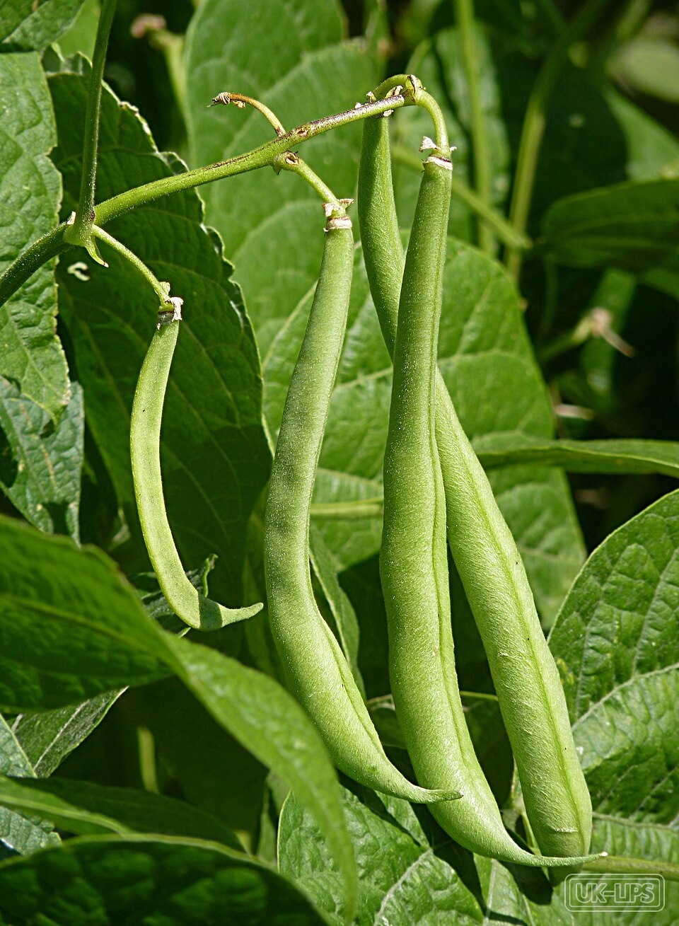 Soy Amino Acids — Soy Amino Acids are obtained by the gentle hydrolysis of proteins from soya beans (Glyc… | UK Lips ingredient guide