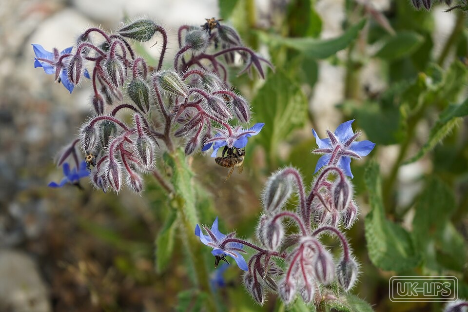 Starflower Oil — Starflower oil is cold-pressed from the seeds of the starflower plant (Borago officinal… | UK Lips ingredient guide