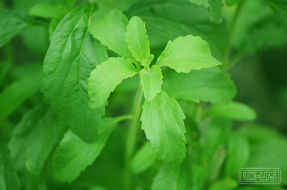 Stevia Extract with Alfalfa Galactomannans — Stevia extract is obtained from the leaves of the Stevia rebaudiana plant, native to So… | UK Lips ingredient guide
