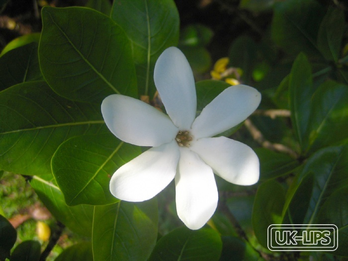 Tahitian Monoi Oil — Tahitian Monoi Oil is produced by macerating the fragrant white petals of the Tiare flo… | UK Lips ingredient guide