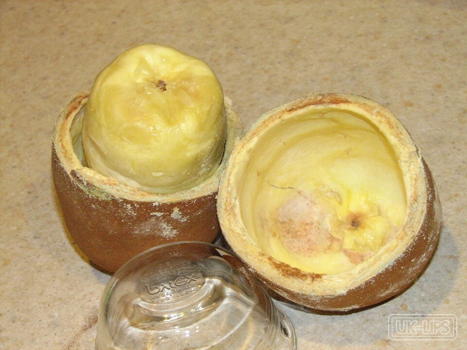 Theobroma Grandiflorum (Cupuaçu) Seed Butter — Theobroma Grandiflorum Seed Butter is obtained from the seeds of the cupuaçu tree (Theo… | UK Lips ingredient guide