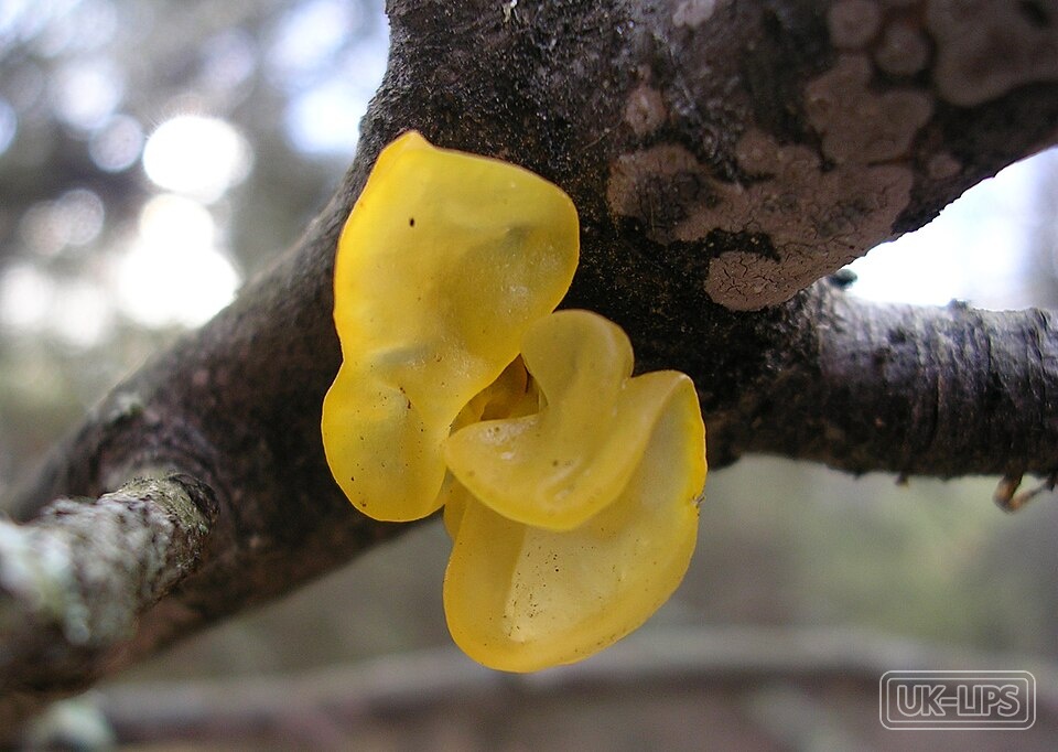 Tremella Fuciformis Sporocarp Extract — Tremella Fuciformis is a species of edible jelly fungus that grows on hardwood trees in… | UK Lips ingredient guide
