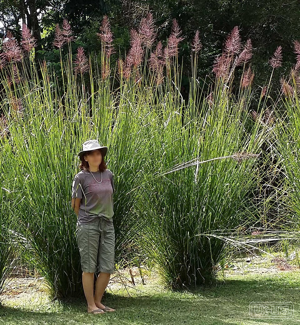 Vetiver Oil — Vetiver oil is steam-distilled from the aromatic roots of Chrysopogon zizanioides, a ta… | UK Lips ingredient guide