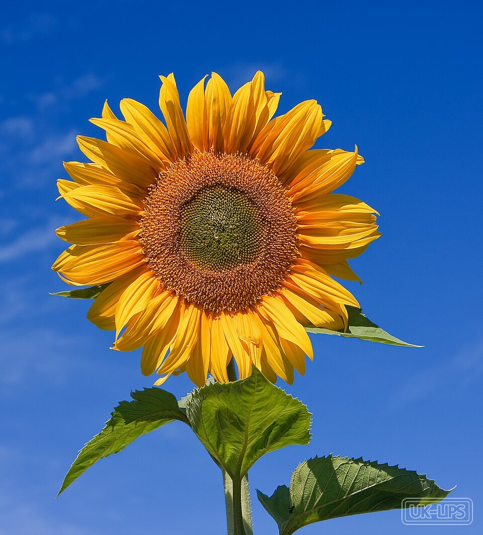 Vitamin B5 — Vitamin B5 is naturally found in plants such as rice bran, sunflower seeds, and wheat g… | UK Lips ingredient guide