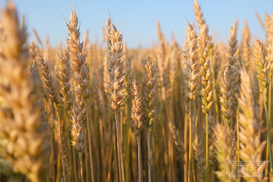 Wheat Germ Oil — Wheat germ oil is obtained from the germ (embryo) of the wheat kernel, Triticum aestivu… | UK Lips ingredient guide